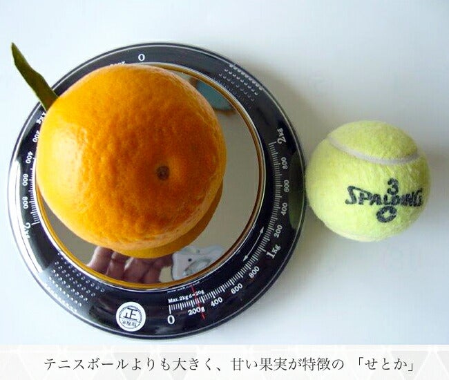 せとか タンゴール 苗 販売 苗木部 By 花ひろばオンライン