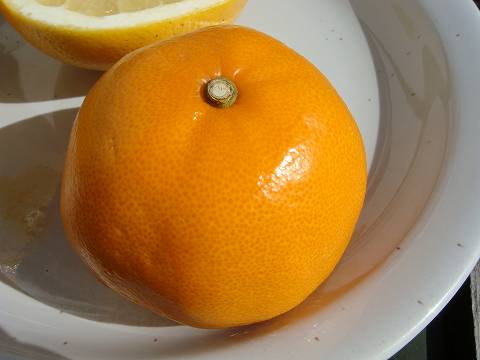 せとか タンゴール 苗 通販 苗木部 By 花ひろばオンライン