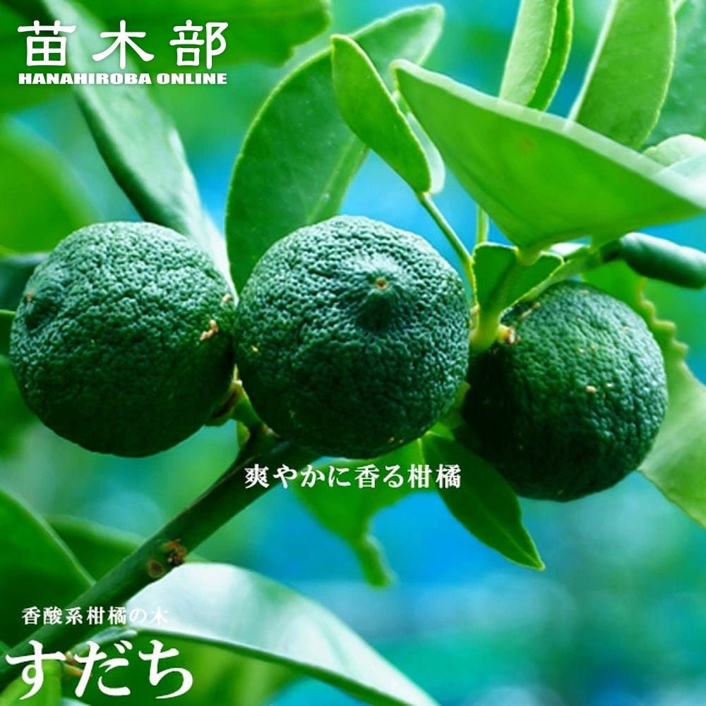 000000004477-01.jpg?size=l&w=