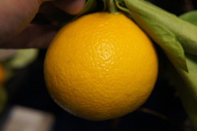 スイートスプリング 苗 通販 苗木部 By 花ひろばオンライン