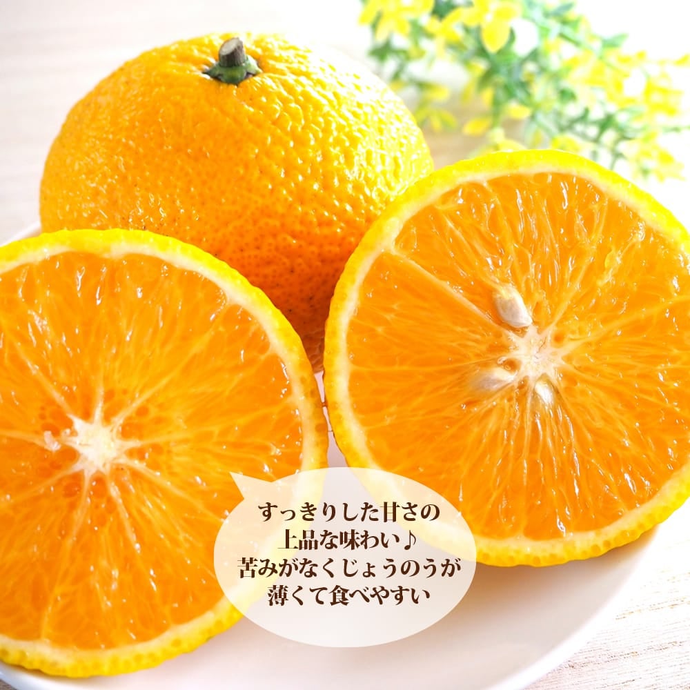 スイートスプリング苗、高さ剪定１個・試作販売・苗木ap11月末量産 スイートスプリング 苗 販売 苗木部 By 花ひろばオンライン