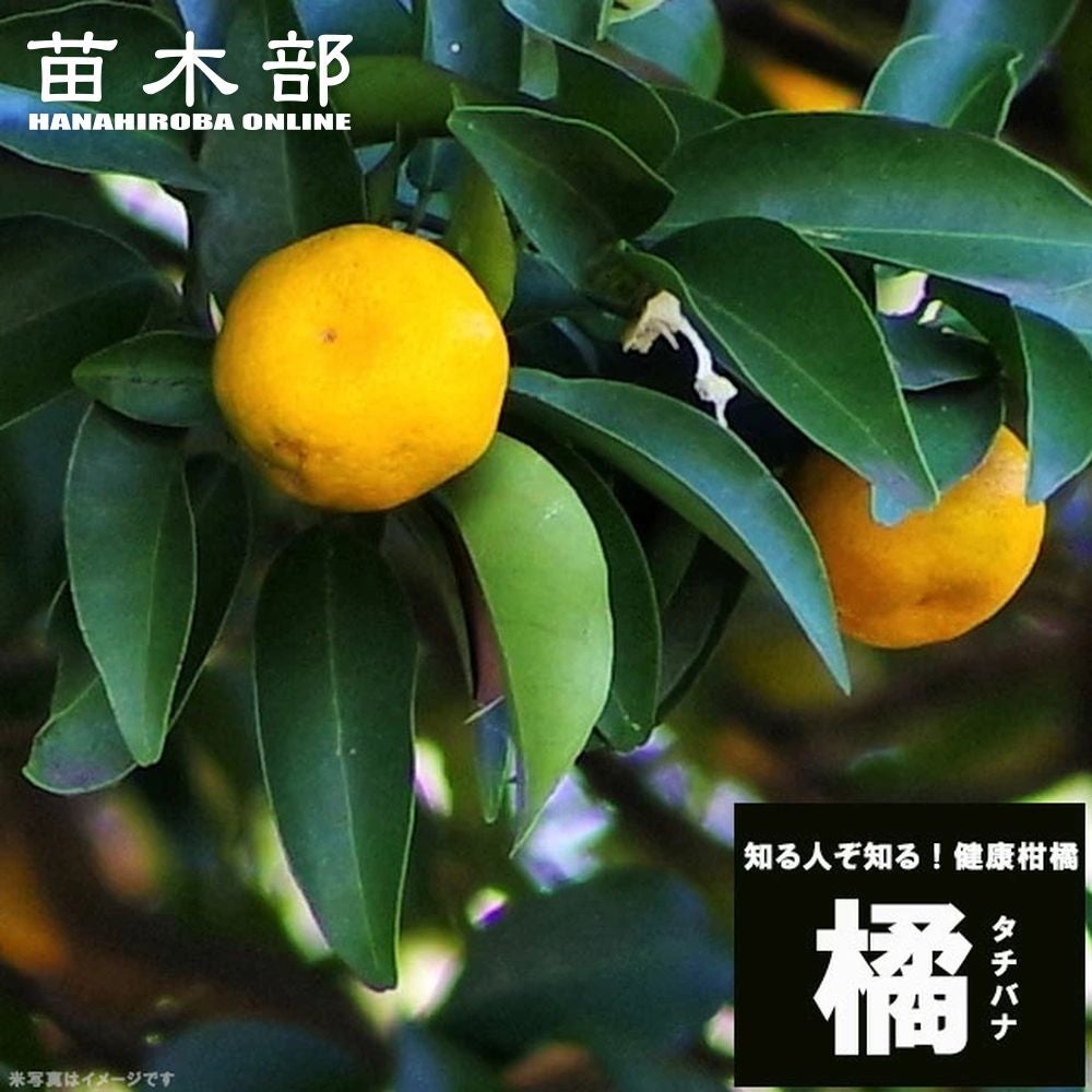 ①タチバナ（橘）実付大株 7号鉢 接木3年生苗｜日本固有柑橘・耐寒性◎ 現品発送 000000004482-01.jpg?size=m&w=