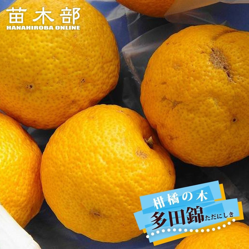 むー様　多田錦(種無し柚子)12kg　農薬不使用 000000004484-01.jpg?size=m&w=
