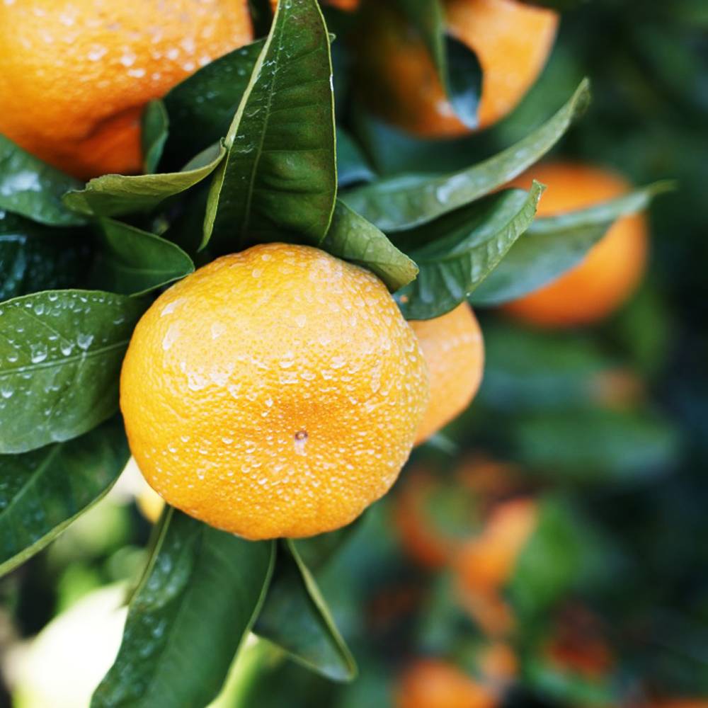 000000004485-06.jpg?size=l&w=