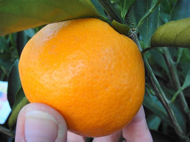 柑橘 温州みかん 田口早生 苗 通販 苗木部 By 花ひろばオンライン