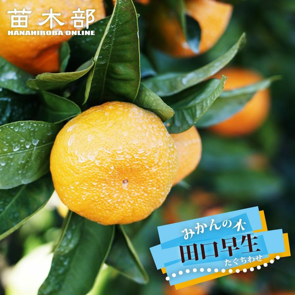 柑橘 温州みかん 興津早生 苗 通販 苗木部 By 花ひろばオンライン
