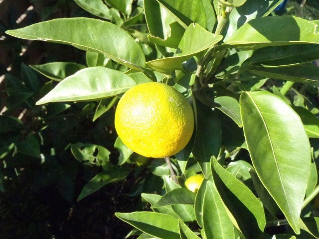 種なしスダチ 香酸柑橘類 苗 おすすめ 苗木部 By 花ひろばオンライン