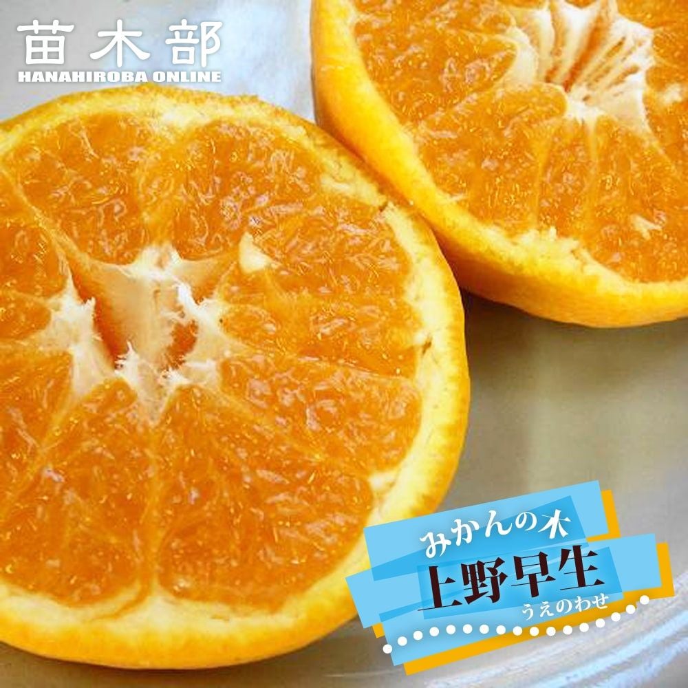 柑橘 温州みかん 田口早生 苗 通販 苗木部 By 花ひろばオンライン