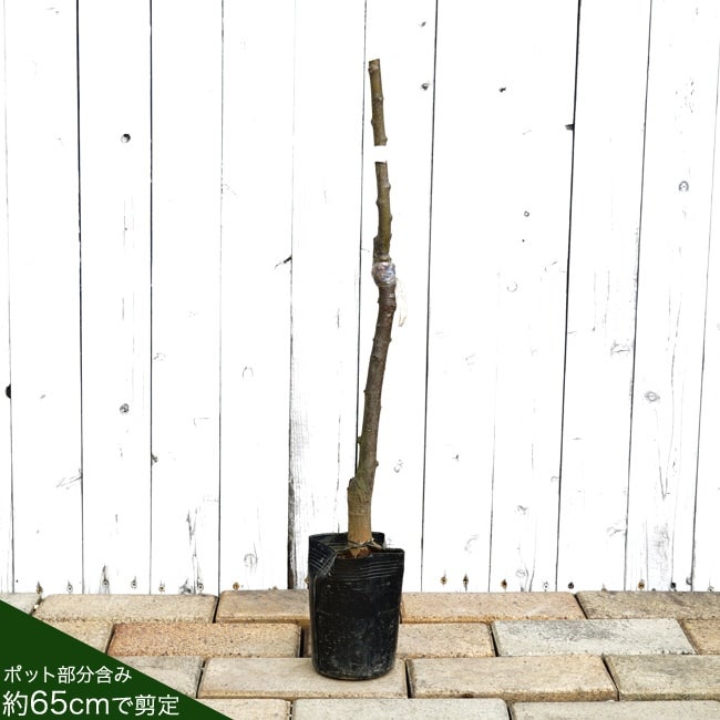 000000004497-02.jpg?size=l&w=