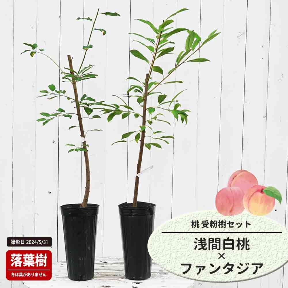 桃  浅間白桃と大玉白鳳の受粉樹セット
