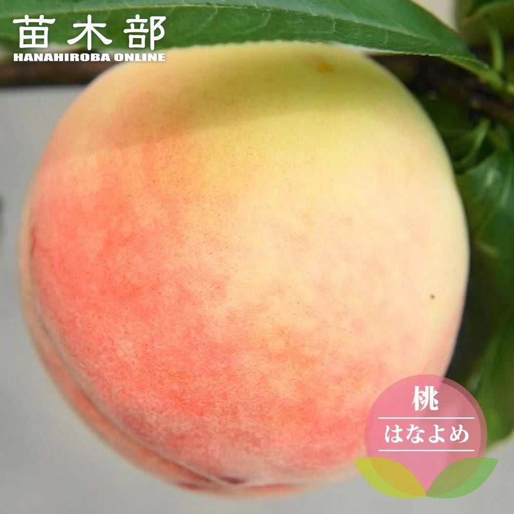 はなよめ 白鳳 苗 販売 苗木部 By 花ひろばオンライン