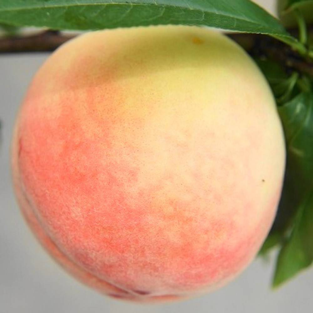 はなよめ 白鳳 苗 販売 苗木部 By 花ひろばオンライン