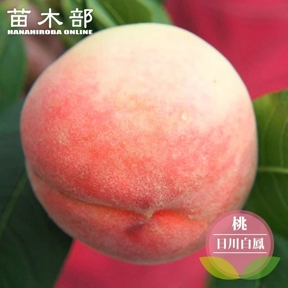 モモ 日川白鳳 苗 販売 苗木部 By 花ひろばオンライン