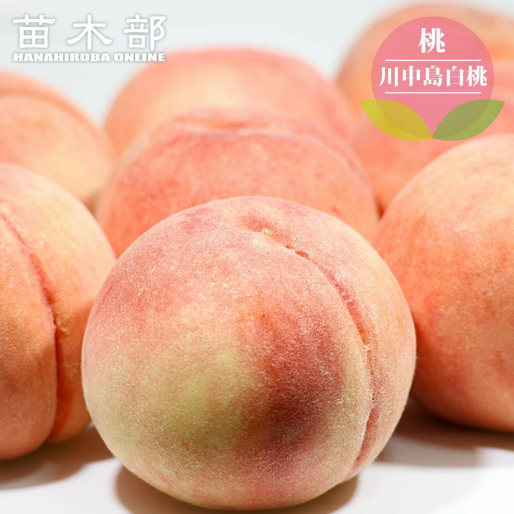 000000004507-01.jpg?size=l&w=