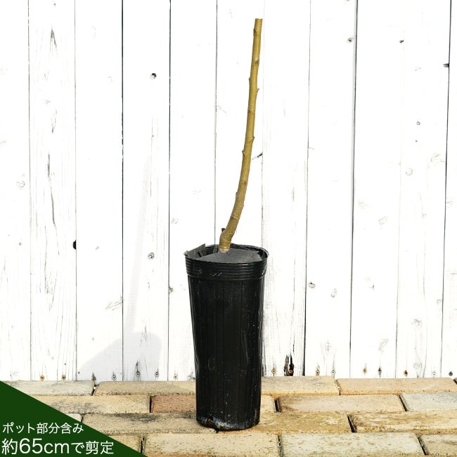 モモ 白桃 川中島白桃 苗 販売 苗木部 By 花ひろばオンライン