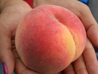 モモ 白桃 川中島白桃 苗 販売 苗木部 By 花ひろばオンライン