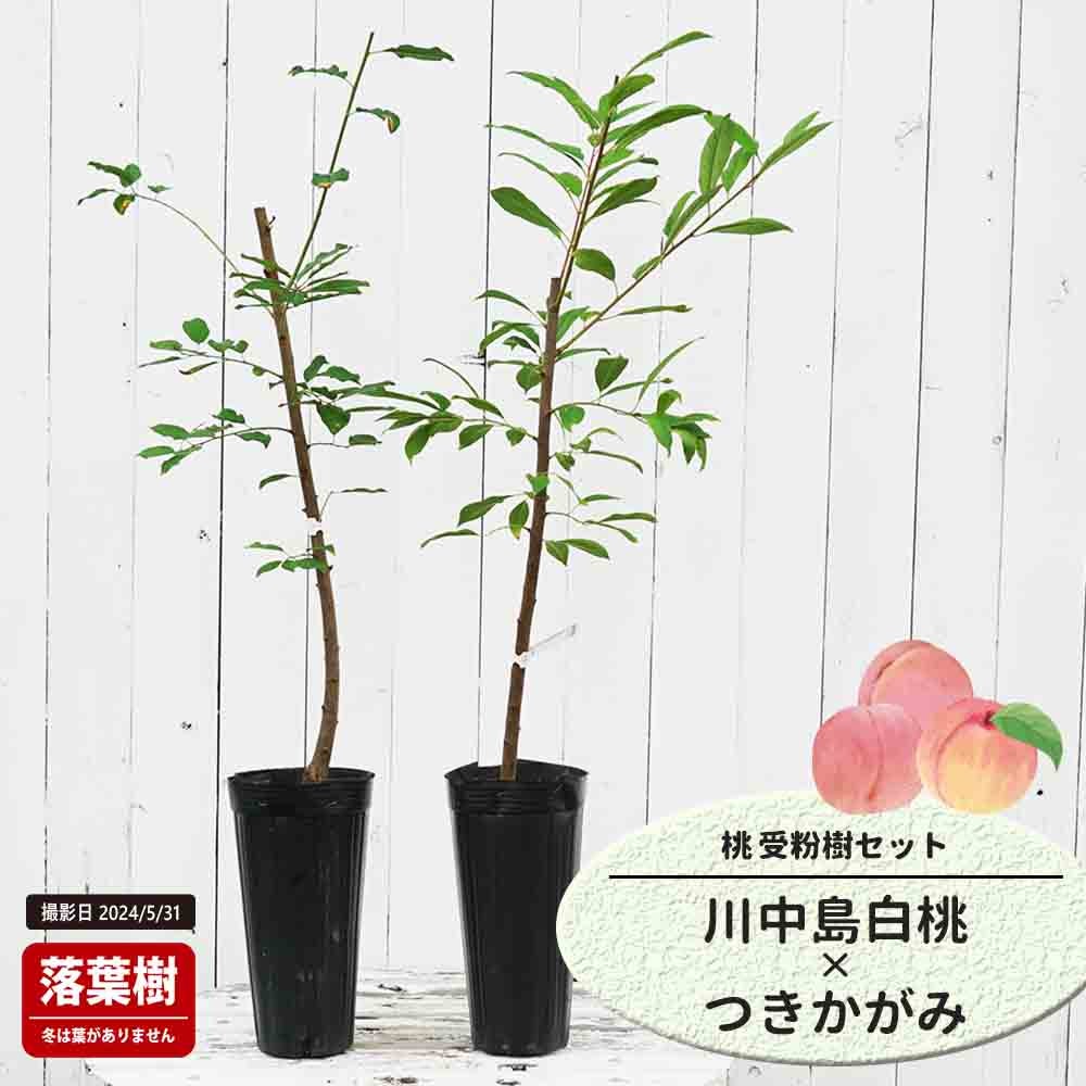 桃  川中島白桃と黄桃つきかがみの受粉樹セット