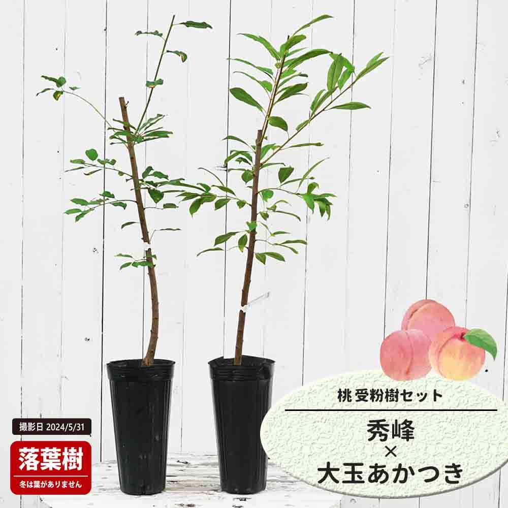 桃  秀峰と大玉あかつきの受粉樹セット