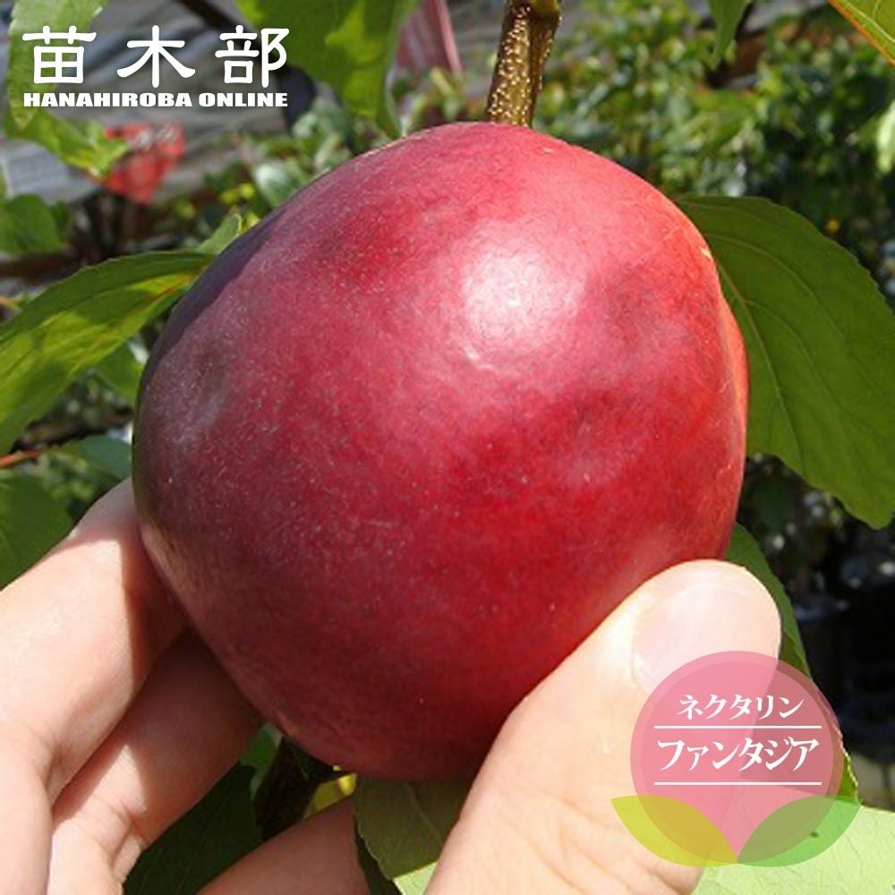モモ 矮性桃（ドワーフピーチ） ボナンザピーチ 苗 おすすめ 苗木部