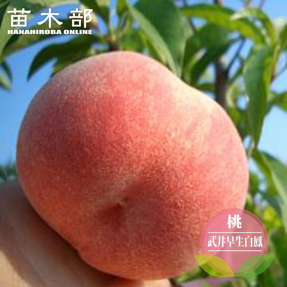 000000004520-01.jpg?size=l&w=