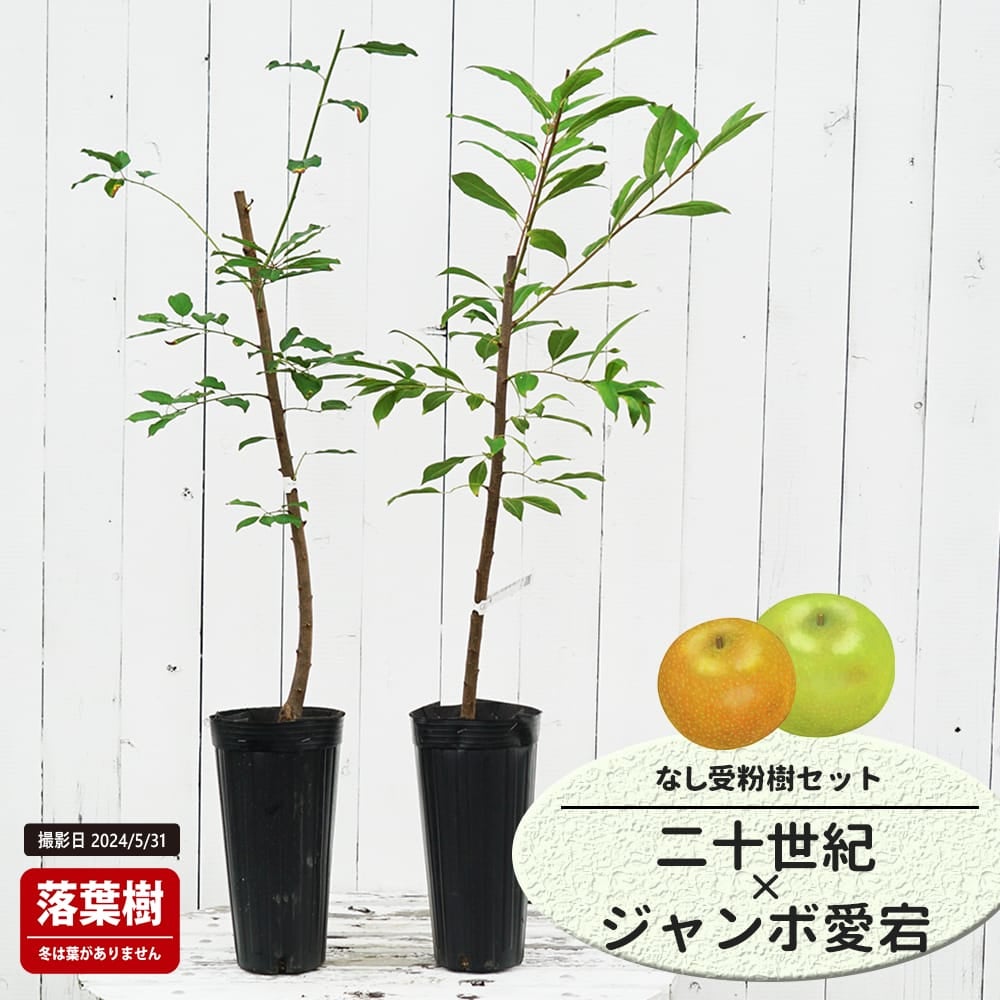 なし 二十世紀とラフランスの受粉樹セット