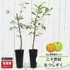 なし 二十世紀と甘太の受粉樹セット