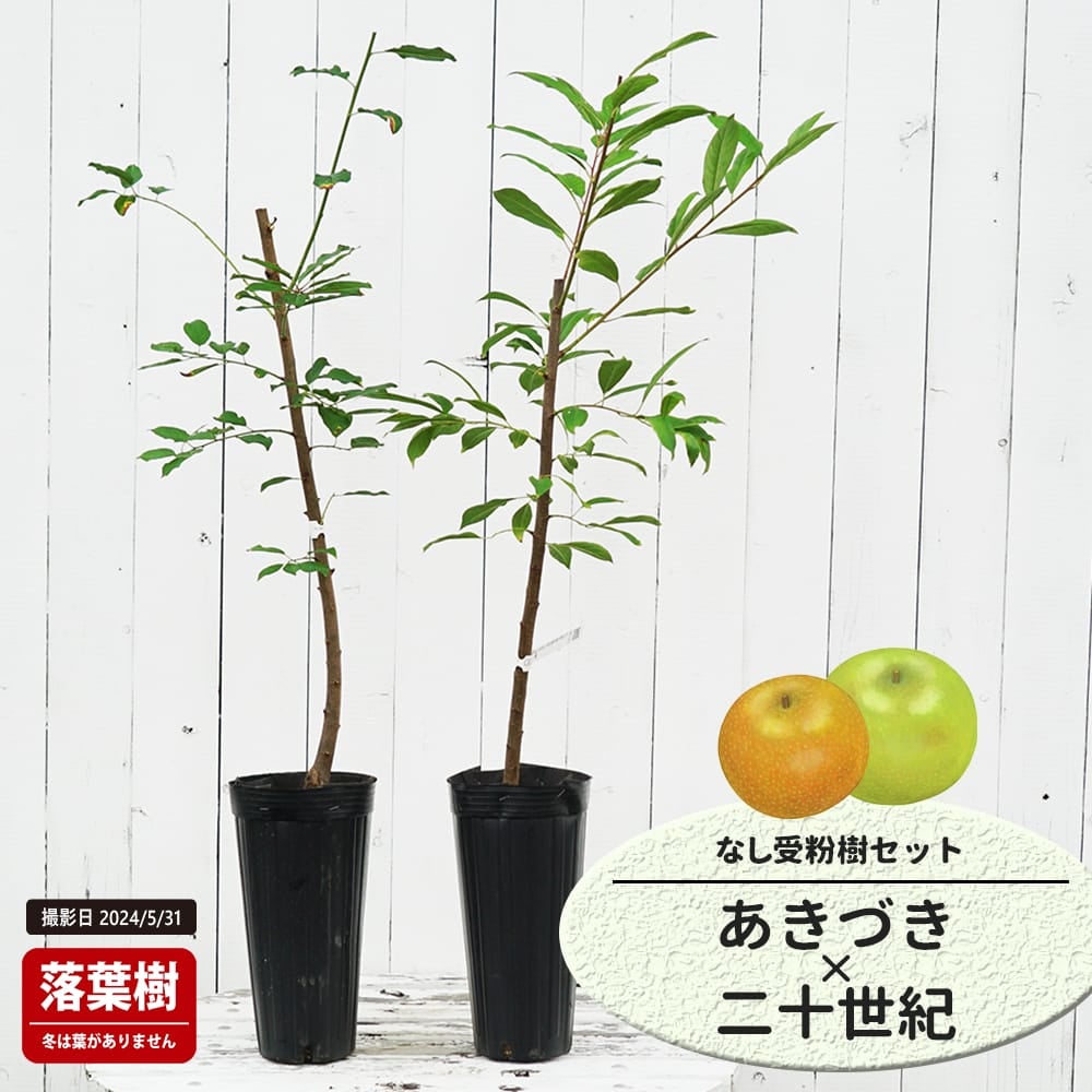 なし あきづきとラフランスの受粉樹セット