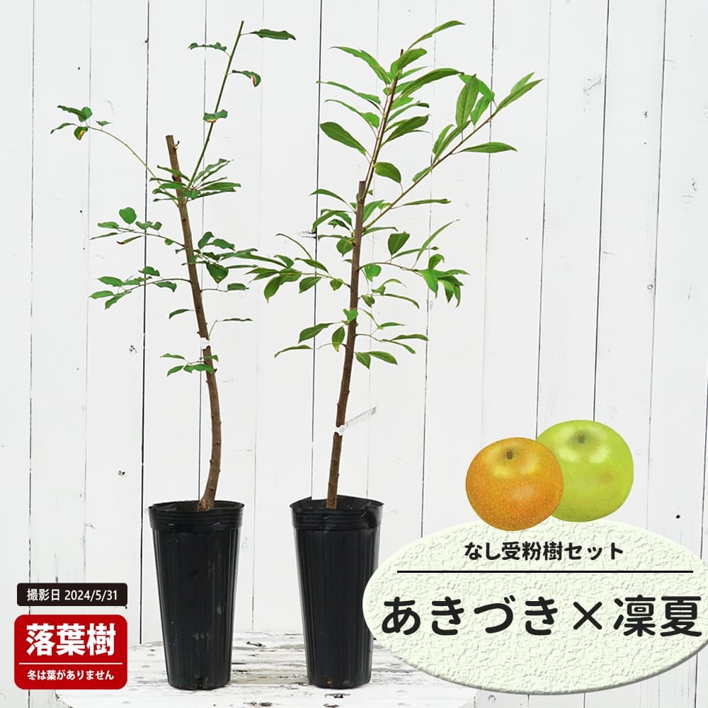 なし あきづきとはつまるの受粉樹セット