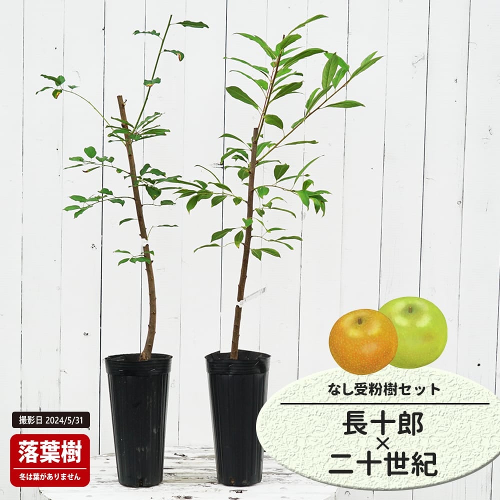 なし 長十郎とラフランスの受粉樹セット