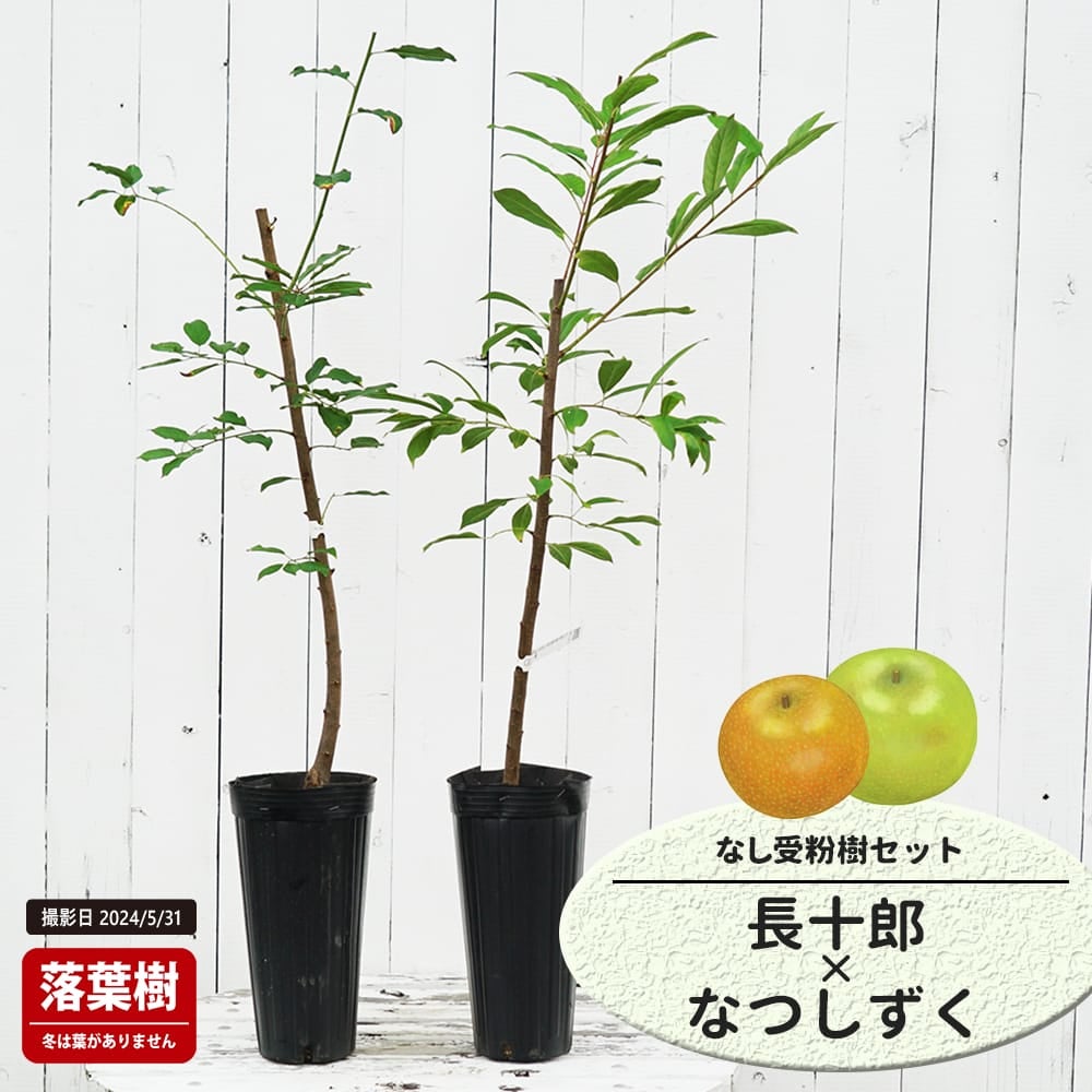 なし 長十郎と甘太の受粉樹セット