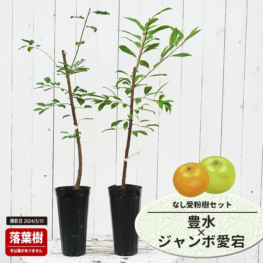 なし 豊水と二十世紀の受粉樹セット