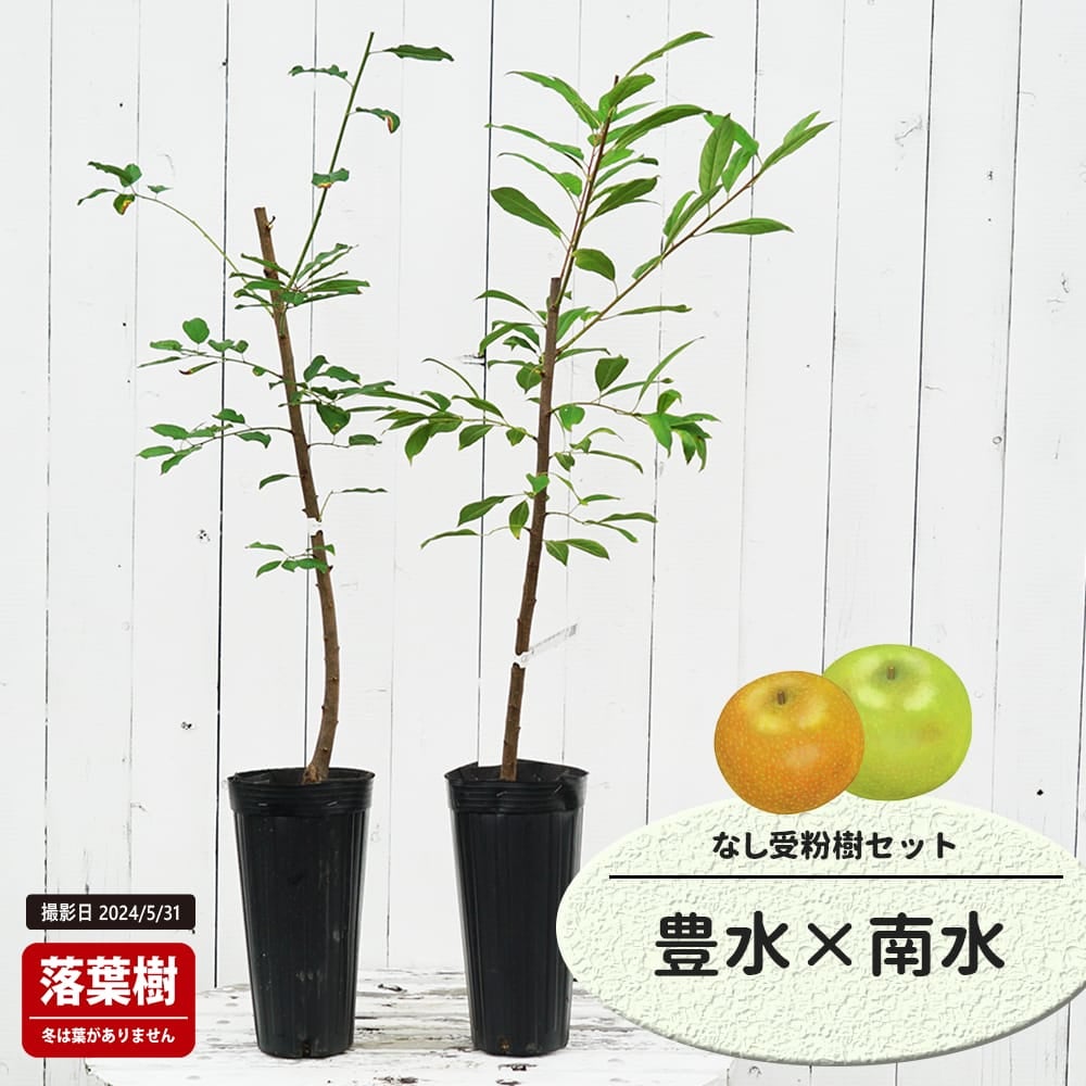 なし 豊水とあきづきの受粉樹セット