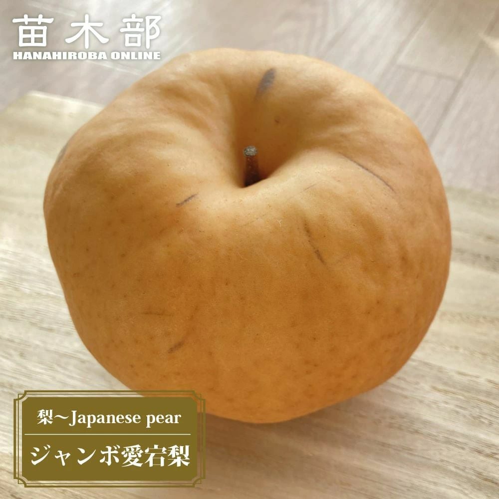 000000004527-01.jpg?size=l&w=