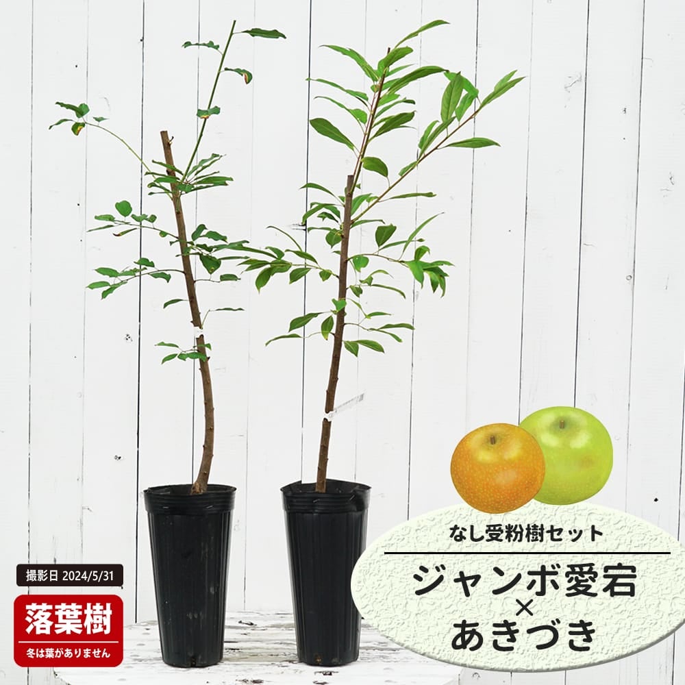 なし ジャンボ愛宕梨となつしずくの受粉樹セット