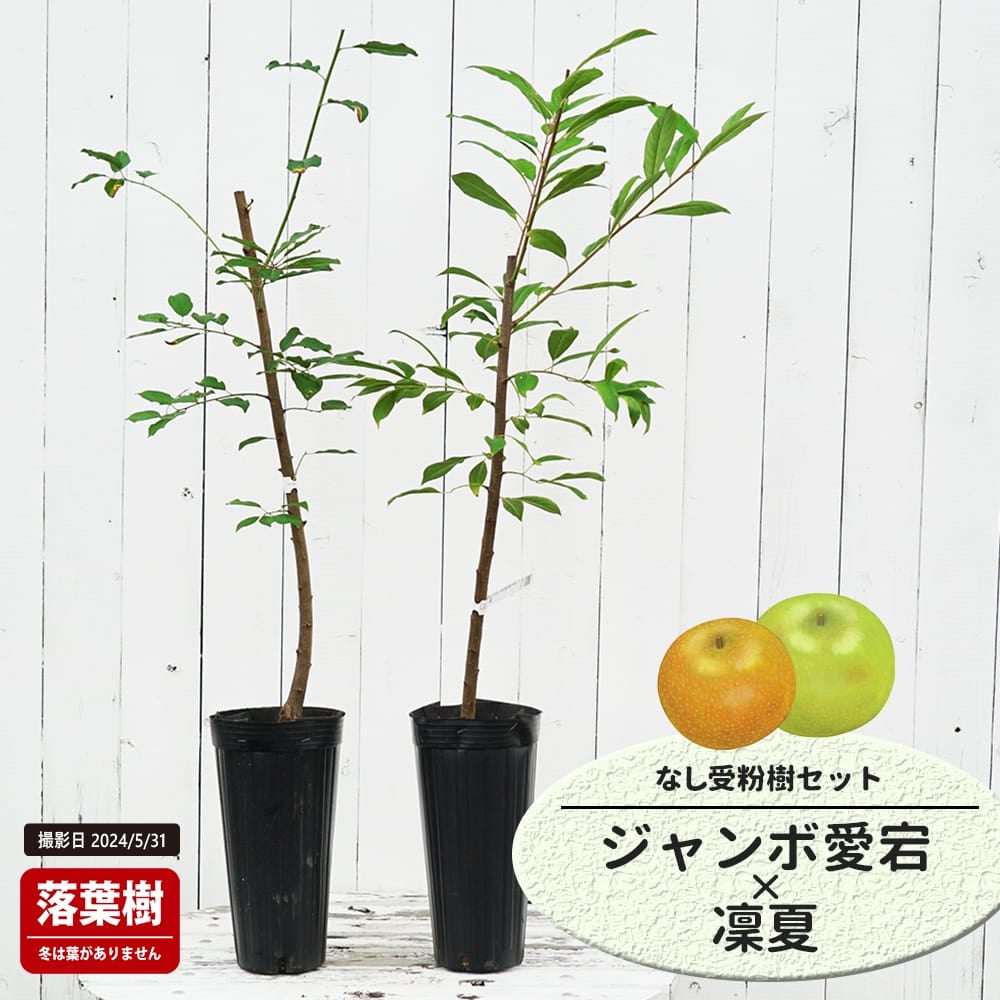 なし ジャンボ愛宕梨とはつまるの受粉樹セット