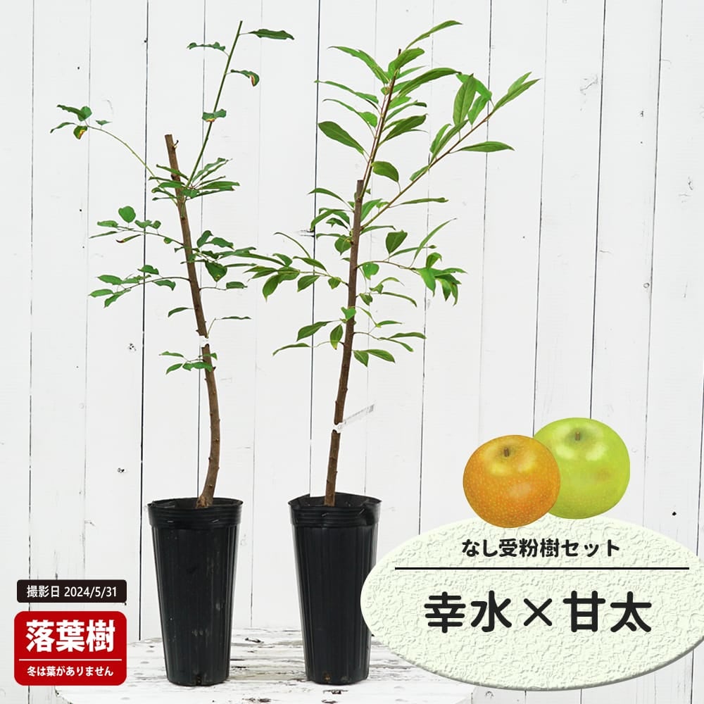 なし 幸水とジャンボ愛宕の受粉樹セット