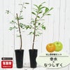 なし 幸水と甘太の受粉樹セット