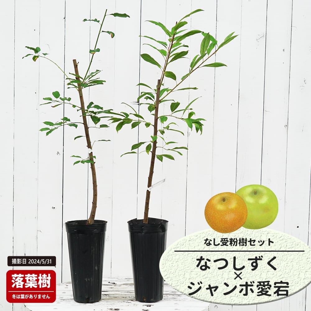 なし なつしずくと二十世紀の受粉樹セット