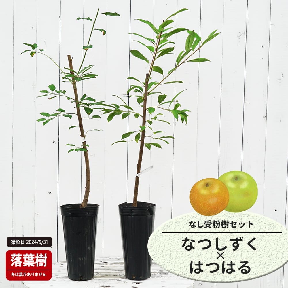 なし なつしずくとジャンボ愛宕の受粉樹セット
