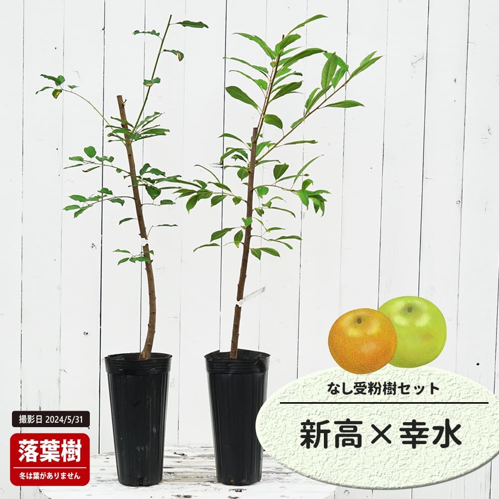 なし 新高と幸水の受粉樹セット