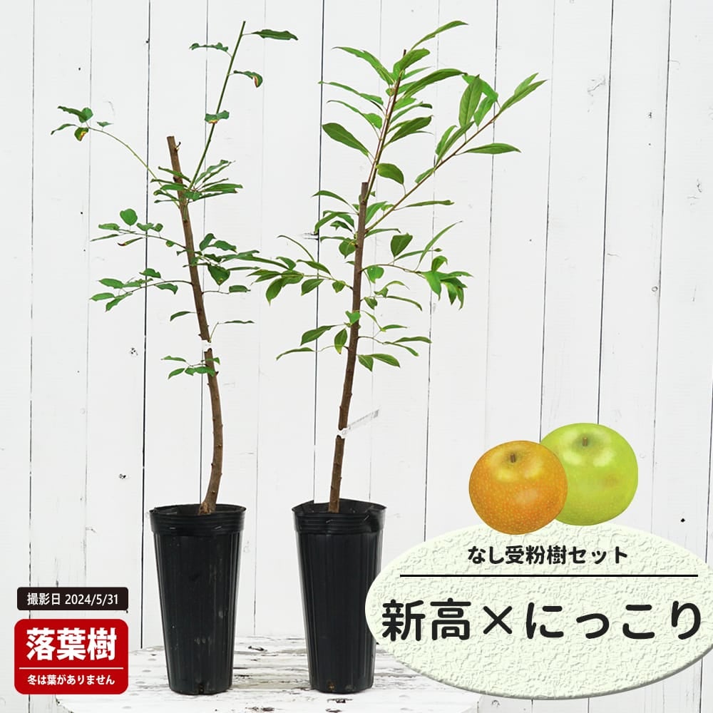 なし 新高と二十世紀の受粉樹セット