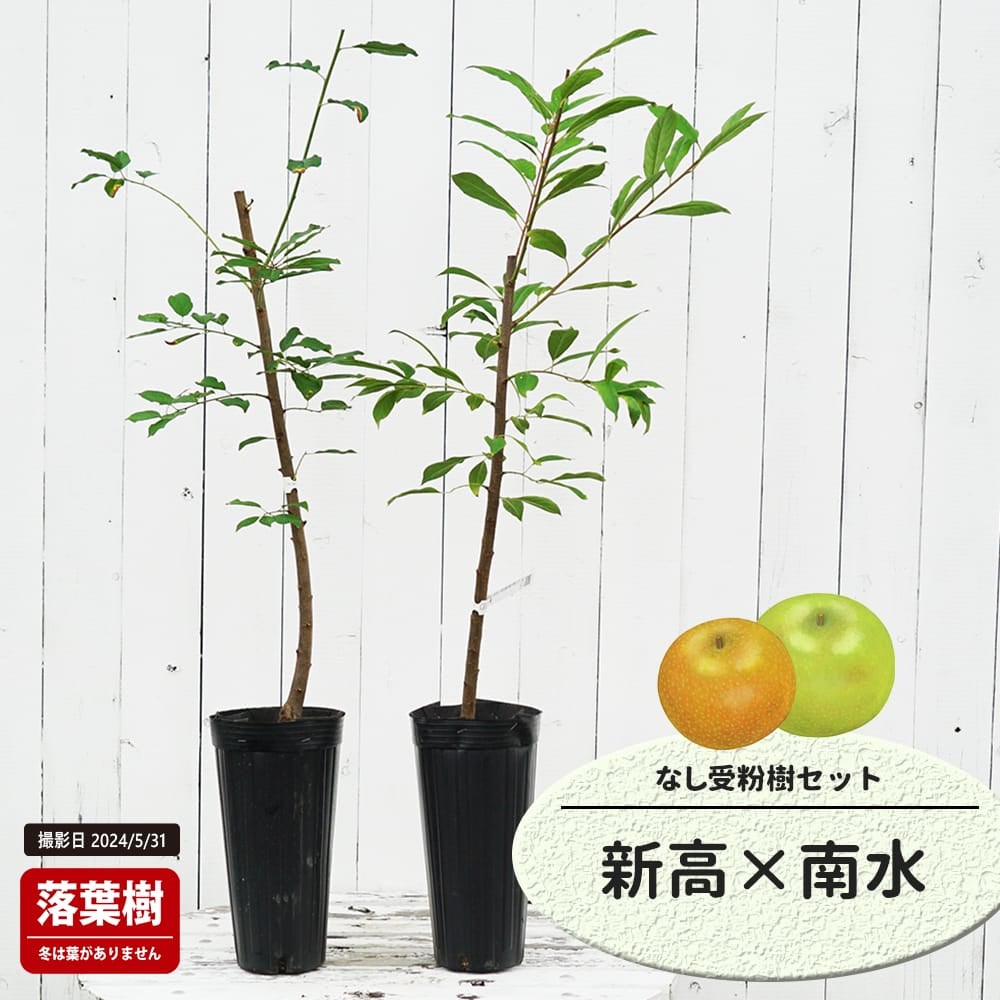 なし 新高とあきづきの受粉樹セット