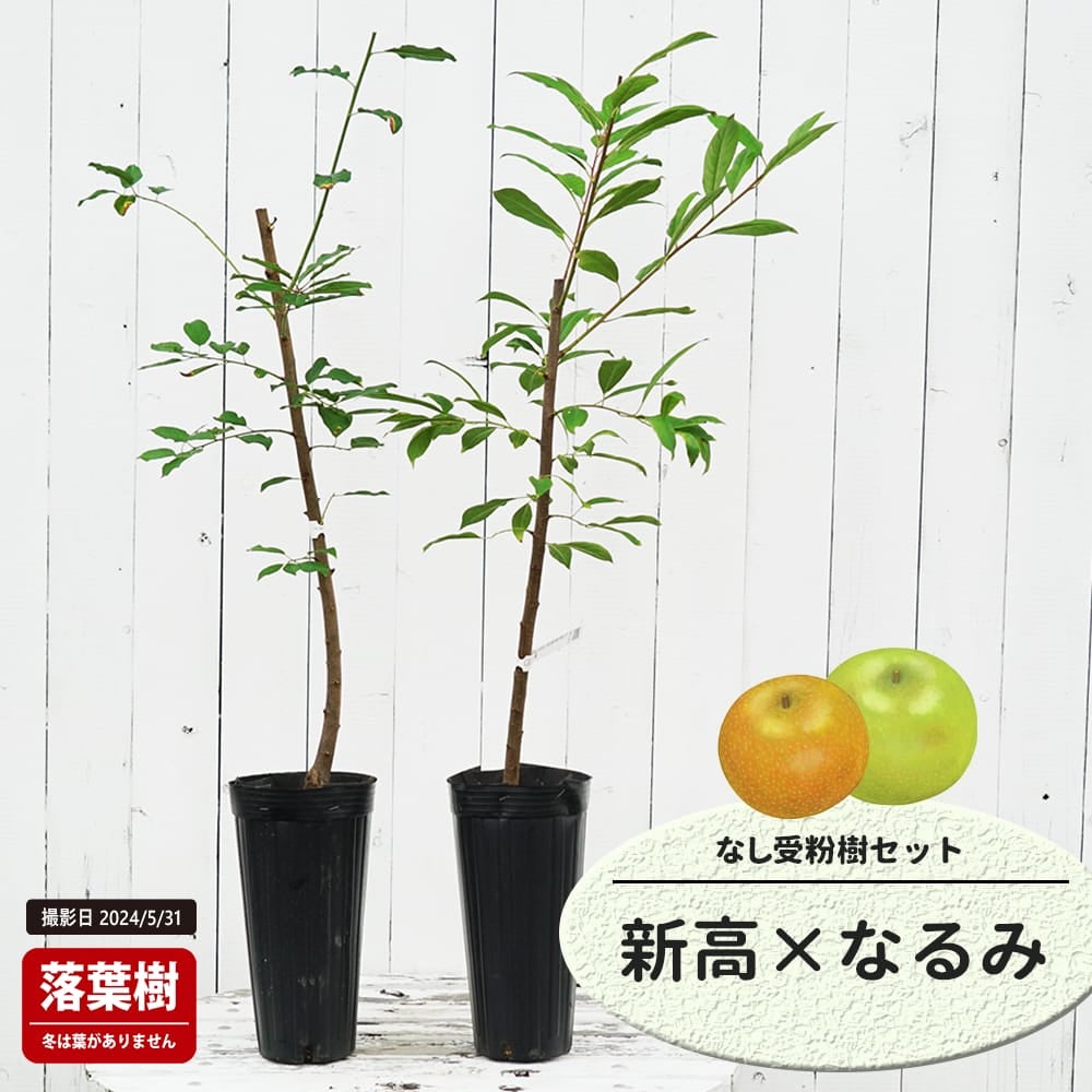 なし 新高と南水の受粉樹セット