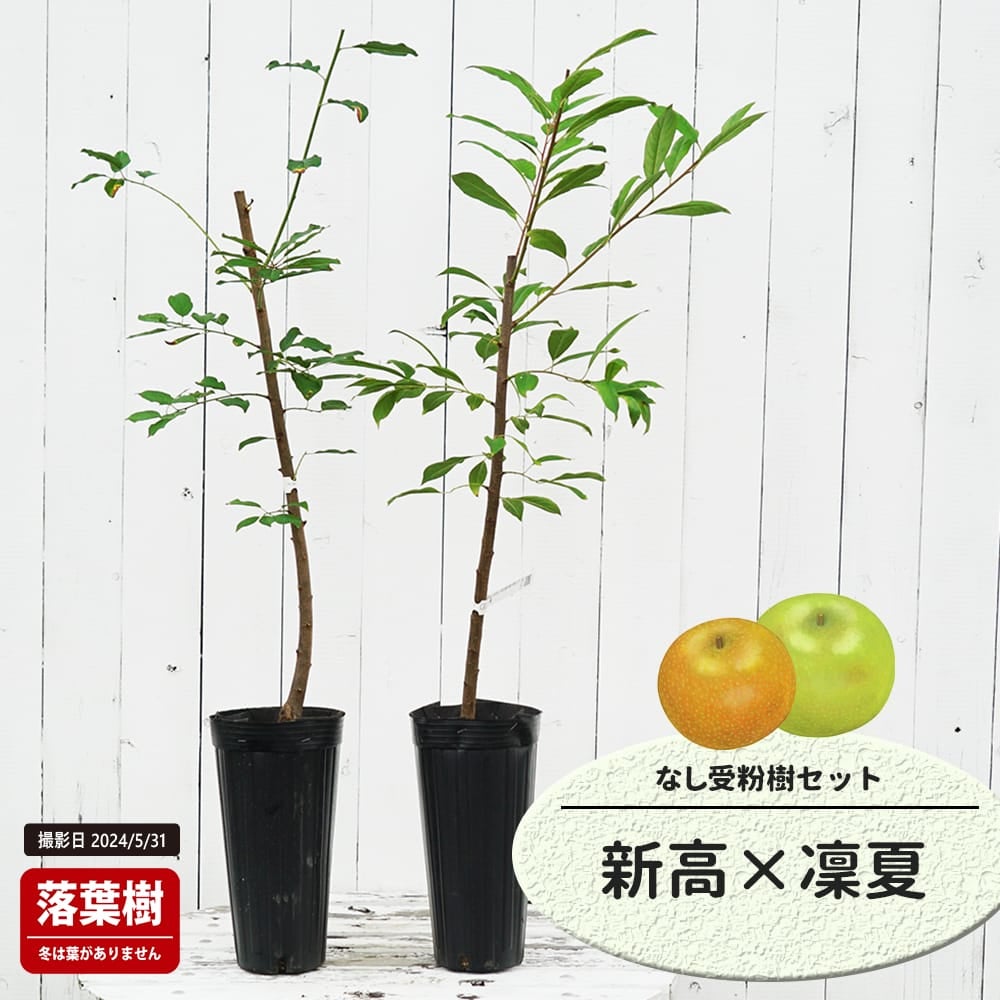 なし 新高とはつまるの受粉樹セット
