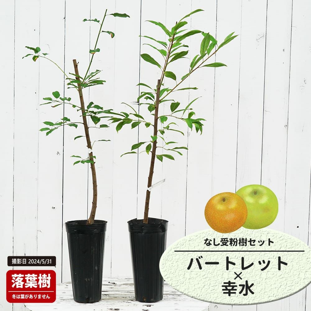 梨 洋ナシ バートレット 苗 販売 苗木部 By 花ひろばオンライン