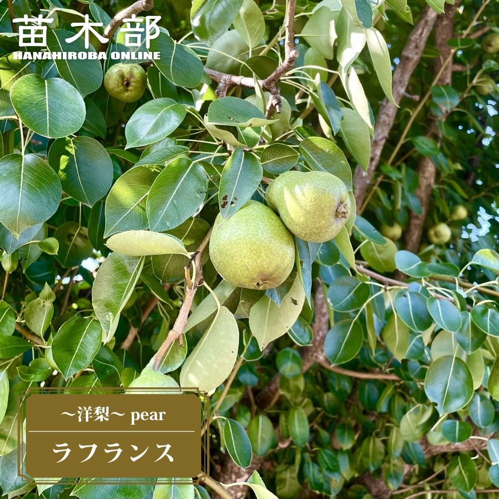 000000004532-01.jpg?size=m&w=