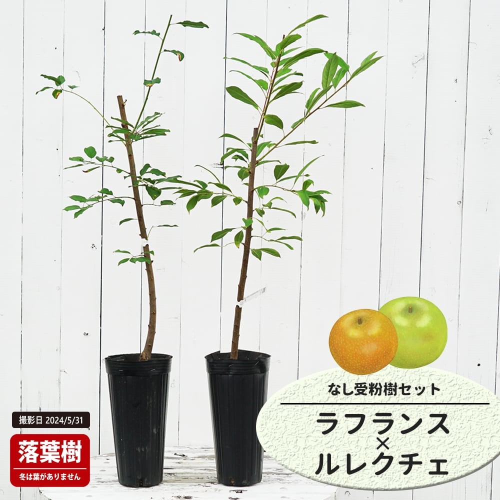 洋梨  ラフランスとルレクチェの受粉樹セット