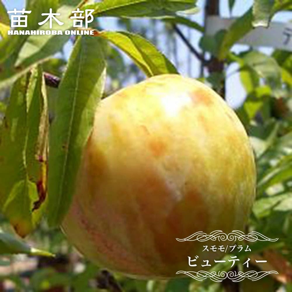 プラム・スモモ 二ホンスモモ ビューティー 苗 販売 苗木部 By 花