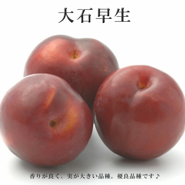 プラム　すもも　大石早生の１年生接ぎ木苗