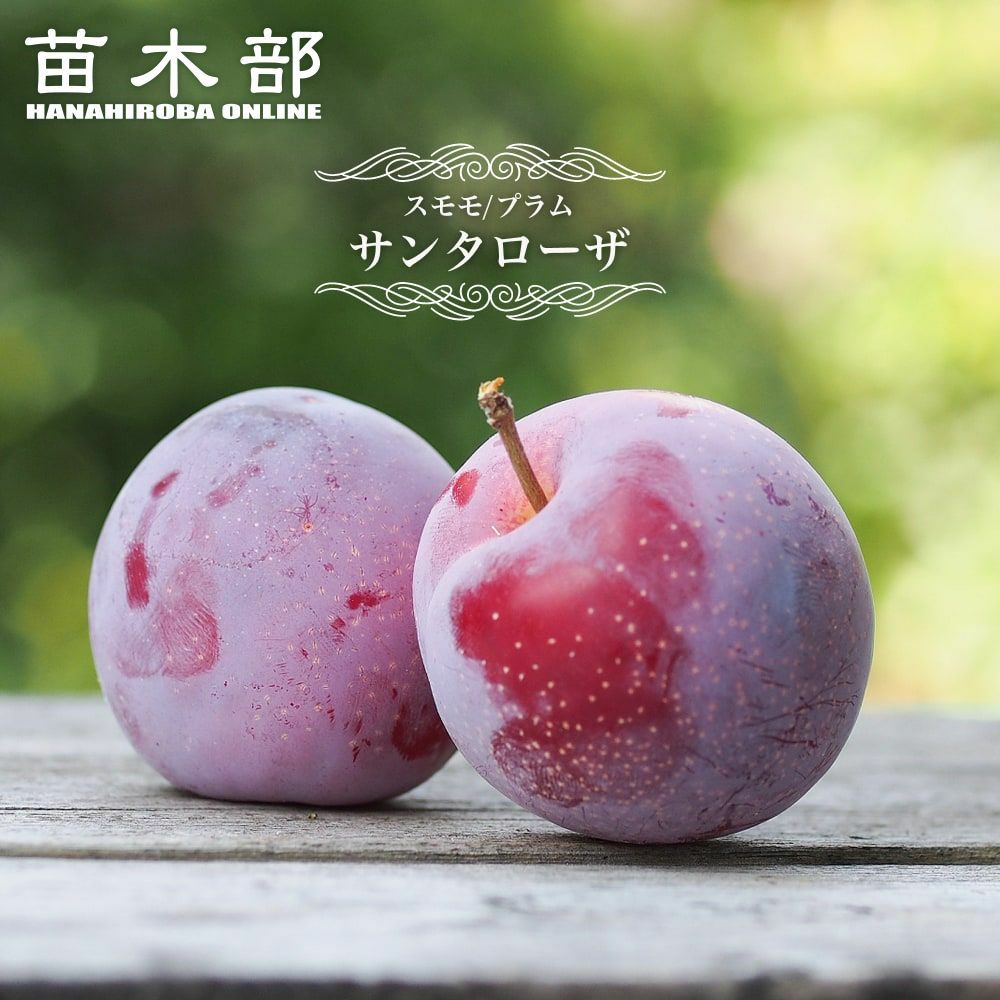 ジャンボ大石 苗 販売 苗木部 By 花ひろばオンライン